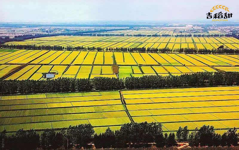 稻田种植(图2)